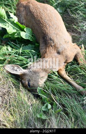 A dead Muntjac deer, Muntiacus reevesi on the verge of a busy a road in Nottinghamshire Stock Photo