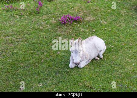 Donkey lying down in the New Forest, Hampshire, UK in August Stock Photo