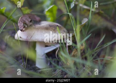 Death cap (Amanita phalloides) Stock Photo