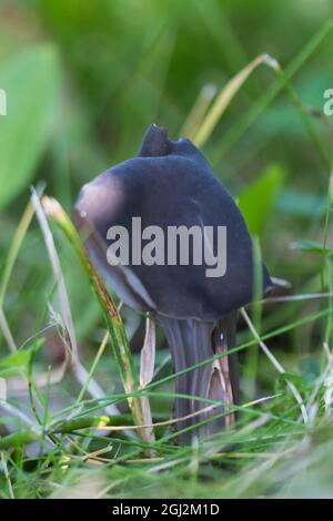 Elfin saddle mushroom (Helvella lacunosa) Stock Photo