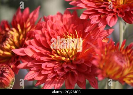 Chrysanthemum x morifolium (Gigi Coral) - (pix SShukla) Stock Photo