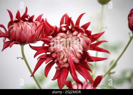 Chrysanthemum x morifolium (Gigi Coral) - (pix SShukla) Stock Photo