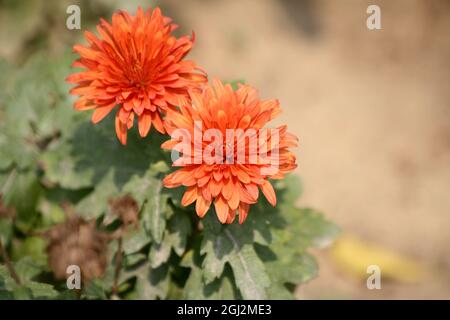 Chrysanthemum x morifolium (Gigi Coral) - (pix SShukla) Stock Photo