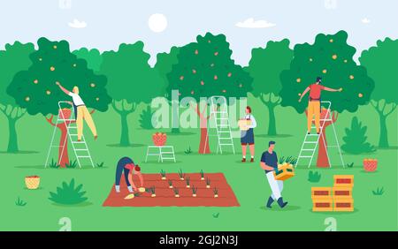 People harvesting fruits, farmers gathering apples in garden. Agricultural workers picking fruit from trees. Harvest season vector illustration. Men and women picking pears to baskets on ladders Stock Vector