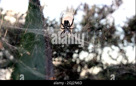 Araña orbitela de las chumberas Stock Photo