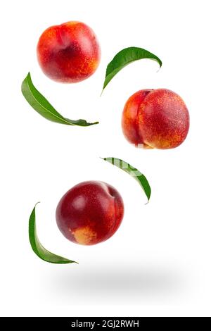 Falling Nectarine or peach isolated on white background Stock Photo