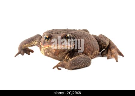 great caucasian earthen toad isolated on white background close up Stock Photo