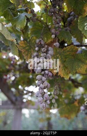 Vertical shot of overripe dried grapes on the vine Stock Photo
