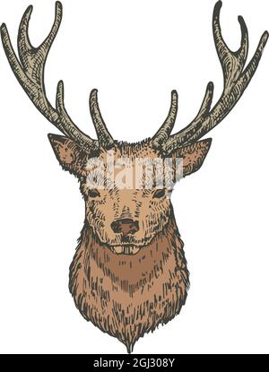 Best Easy Deer Head Drawing Royalty-Free Images, Stock Photos & Pictures |  Shutterstock