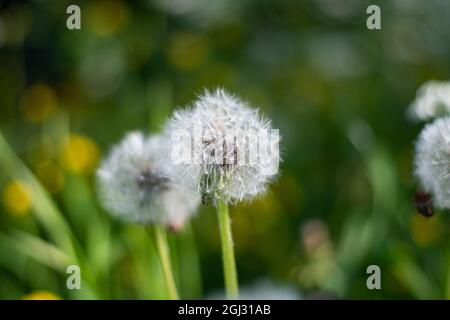 Dandelion in the sunlight across a fresh green morning background. Green background with soft focus. Beautiful background, closeup. Stock Photo