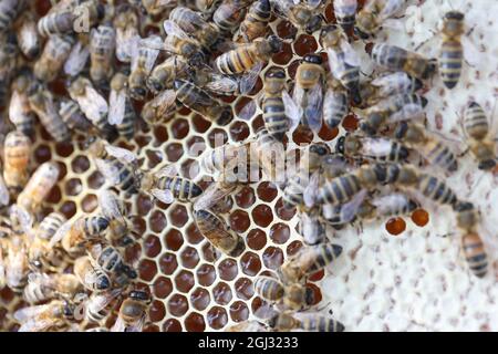 Bee on honeycombs with honey pieces of nectar in cages Stock Photo