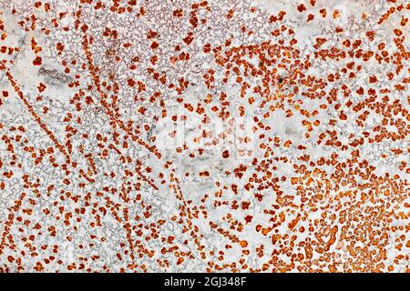 Flat metal surface in white paint and rust. Abstract background for design. Red yellow dots on a white background. Stock Photo