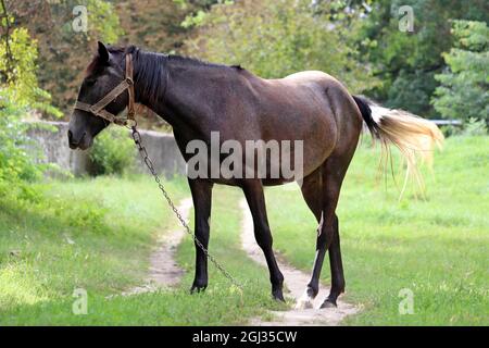 Dark bay horse grazing on green pasture, rural scene Stock Photo