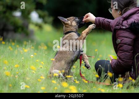 A teenage girl plays with a German Shepherd puppy. Green grass with yellow flowers Stock Photo