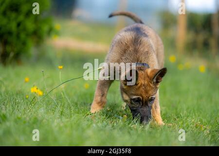 A nine-week-old German Shepherd puppy plays in green grass. Sable colored, working line breed Stock Photo