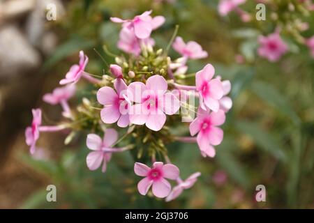 Pink phloxes blossoming in the summer 