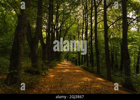 Big linden trees are growing on both sides of an alley in a town park, Podolsk, Moscow region, Russia Stock Photo