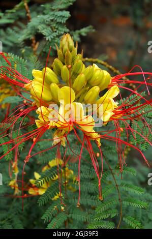 bird of paradise, bird of paradise bush, desert bird of paradise ...