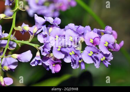 false sarsaparilla, purple coral pea, waraburra, wild sarsaparilla, Hardenbergia violacea, Australia Stock Photo