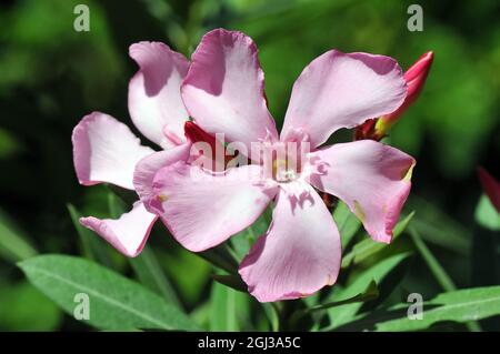 Oleander, Laurier-rose, Nerium oleander, leander Stock Photo