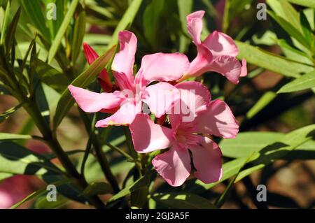 Oleander, Laurier-rose, Nerium oleander, leander Stock Photo