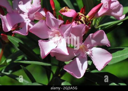 Oleander, Laurier-rose, Nerium oleander, leander Stock Photo