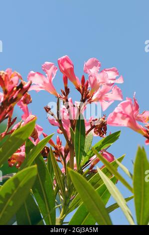 Oleander, Laurier-rose, Nerium oleander, leander Stock Photo