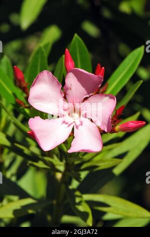 Oleander, Laurier-rose, Nerium oleander, leander Stock Photo