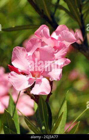 Oleander, Laurier-rose, Nerium oleander, leander Stock Photo