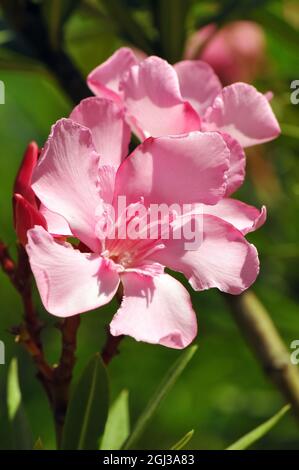 Oleander, Laurier-rose, Nerium oleander, leander Stock Photo