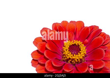 close up of red zinnia flower isolated on white background Stock Photo