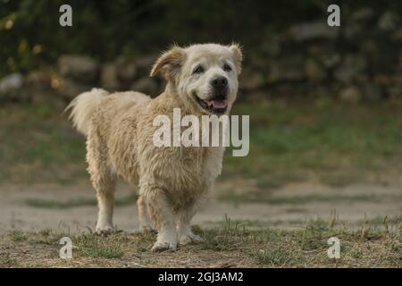Cute golden retriever dog with dwarfism swimming in the river Stock Photo