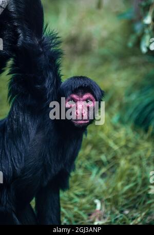 The red-faced spider monkey (Ateles paniscus) Stock Photo