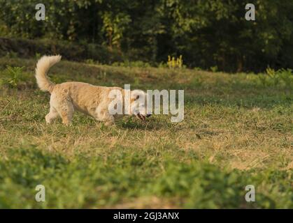 Cute golden retriever dog with dwarfism swimming in the river Stock Photo