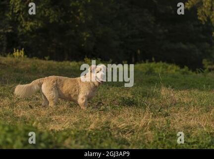 Cute golden retriever dog with dwarfism swimming in the river Stock Photo