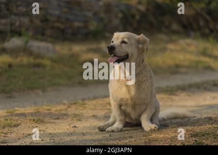 Cute golden retriever dog with dwarfism swimming in the river Stock Photo