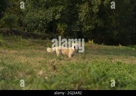 Cute golden retriever dog with dwarfism swimming in the river Stock Photo