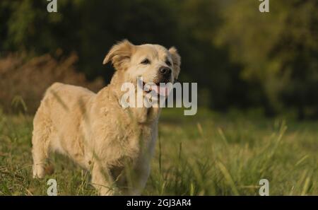 Cute golden retriever dog with dwarfism swimming in the river Stock Photo