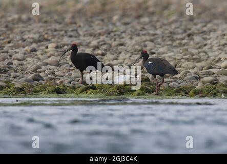 Red-naped Ibis (Pseudibis papillosa) two adults on river bank Chitwan NP, Nepal            January Stock Photo