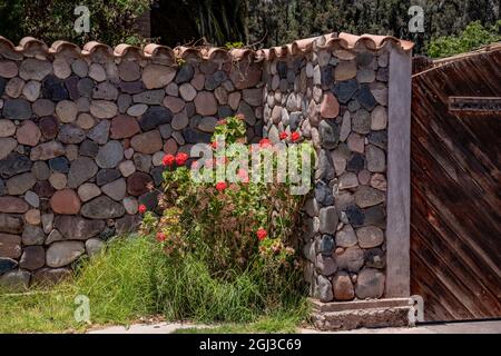 Closeup shot of a fence made from small stones with a wooden door  and a bush of roses next to it Stock Photo