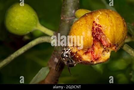 Macro view of bald-faced hornet (Dolichovespula maculata) feeding on ripe fig (Ficus) in garden in central Virginia in late summer. Stock Photo