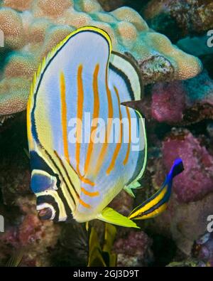 ornate butterflyfish, Chaetodon ornatissimus, being cleaned by a endemic Hawaiian cleaner wrasse, Labriodes phthirophagus, Kona Coast, Big Island, Haw Stock Photo