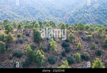 Mountain ridge covered with pine trees in Troodos mountains, Cyprus Stock Photo