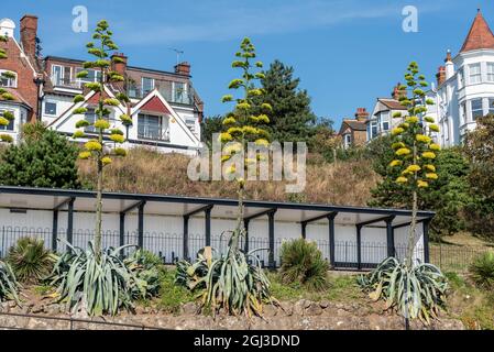 Agave Americana, Century Plant, a type of agave plant which is native to Mexico and Central America, planted on Gardens, Southend on Sea, UK. In bloom Stock Photo