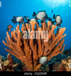 Hawaiian dascyllus, Hawaiian domino damselfish, white-spotted damselfish, Dascyllus albisella, swimming over and taking refuge among antler coral, Poc Stock Photo