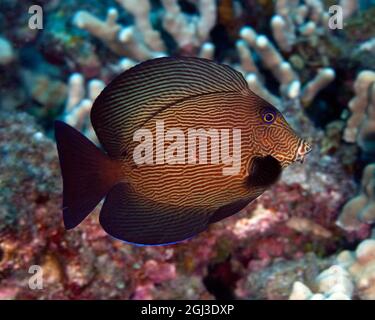 black surgeonfish, Acanthurus gahhm, Kona Coast, Big Island Hawaii, USA, Pacific Ocean Stock Photo