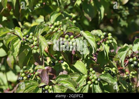 Green berries ripen on bushes in the forest. Stock Photo