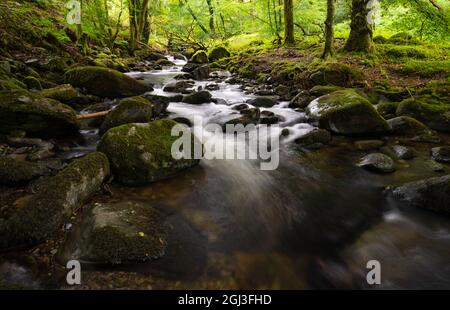 Afon Ysgethin river with white water flowing through a green mossy wood. Stock Photo