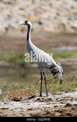 Common Crane (Grus grus grus) adult standing on it's own Little Rann of Kutch, Gujarat, India      November Stock Photo