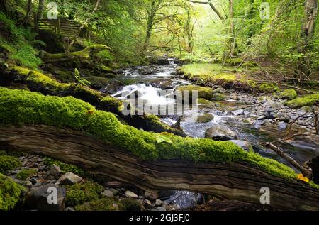 Afon Ysgethin river with white water flowing through a green mossy wood. Stock Photo